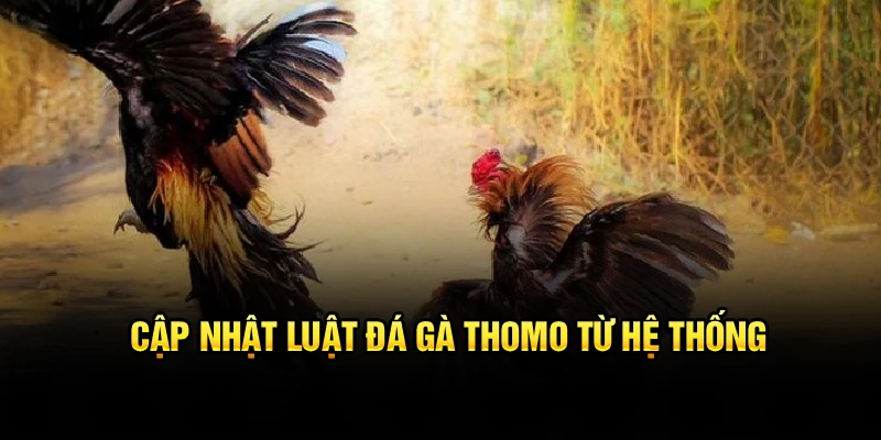 Cập nhật luật đá gà Thomo từ hệ thống