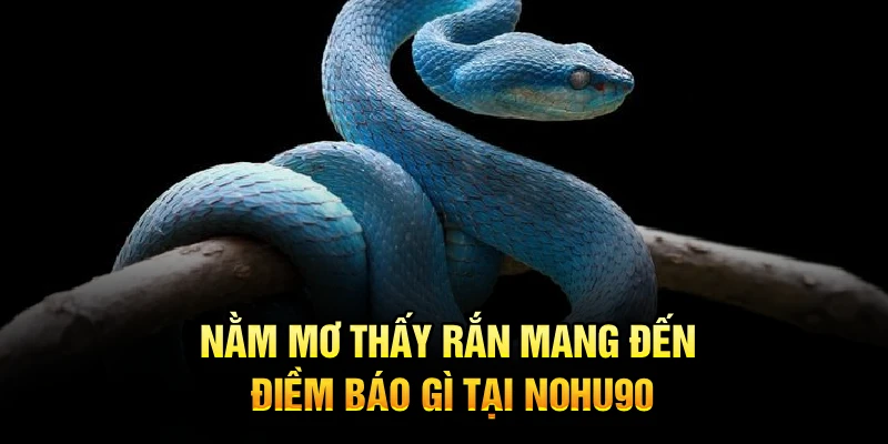 Nằm mơ thấy rắn mang đến điềm báo gì tại Nohu90