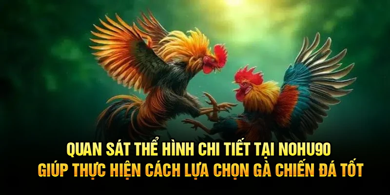 Quan sát thể hình chi tiết tại Nohu90 giúp thực hiện cách lựa chọn gà chiến đá tốt