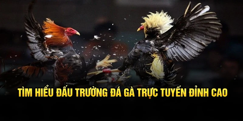 Tìm hiểu đấu trường đá gà trực tuyến đỉnh cao 