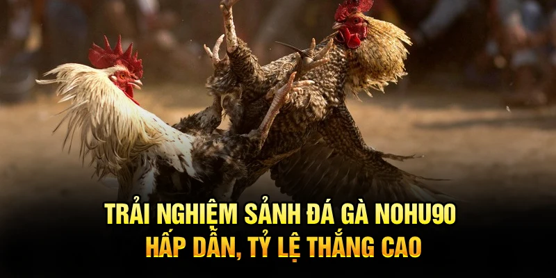 Trải nghiệm sảnh đá gà Nohu90 hấp dẫn, tỷ lệ thắng cao