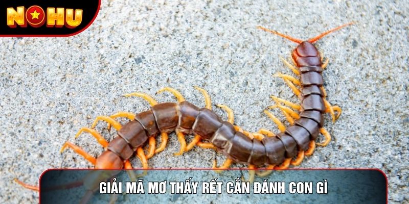 Giải mã mơ thấy rết cắn đánh con gì